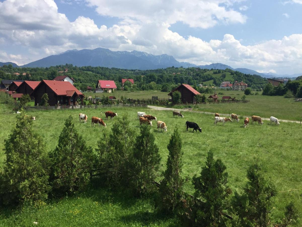 Bran White Clouds House And Chalet Zewnętrze zdjęcie